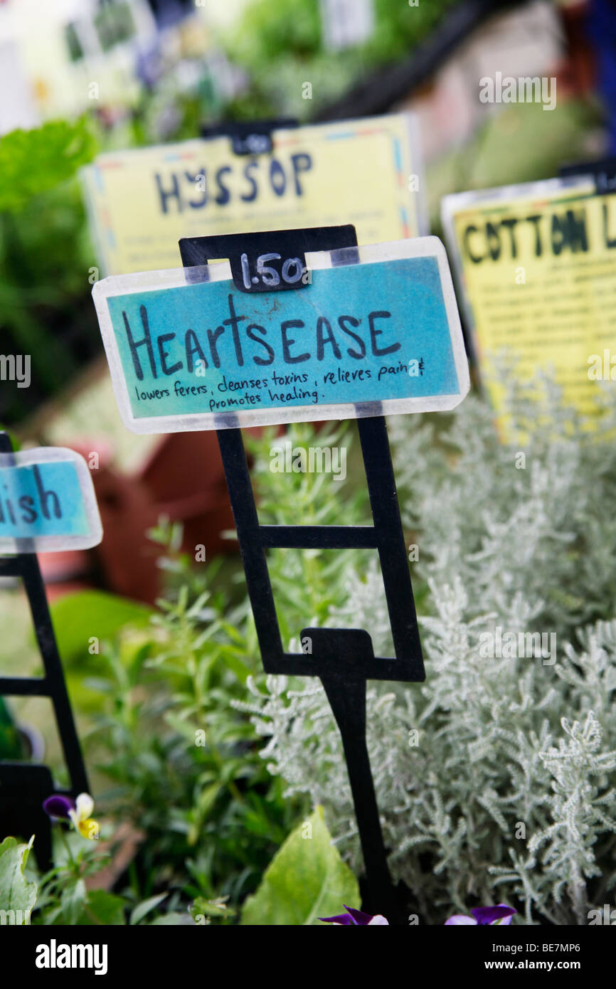 Heartsease Hussop et herbes pour la vente. Vendus pour leur propriétés médicinales. Banque D'Images