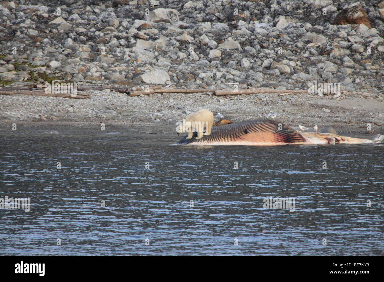 L'ours polaire récupère une baleine échouée à Svalbard Banque D'Images