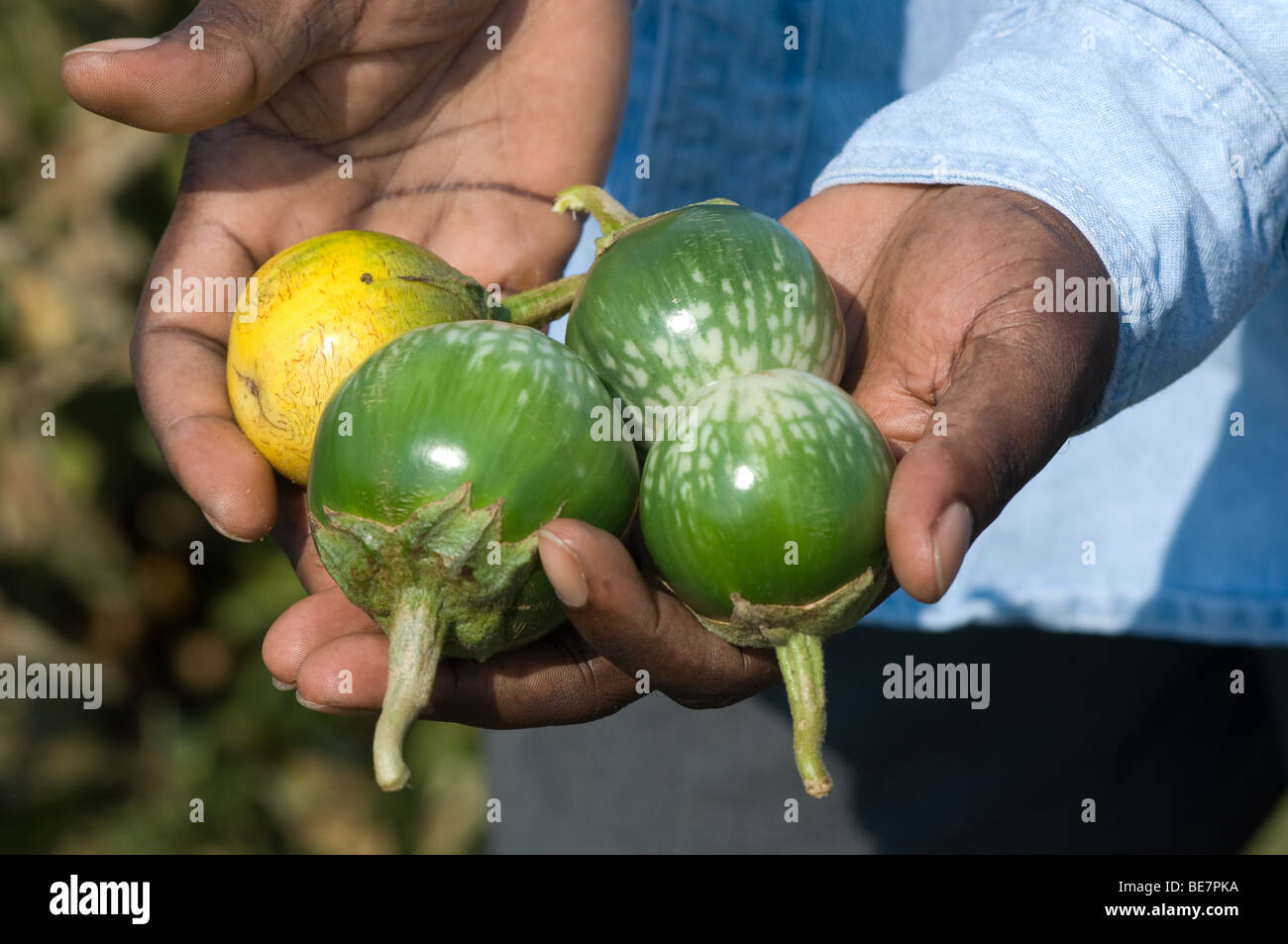 Légumes ethniques des terrains d'essai à CMREC Upper Marlboro Banque D'Images