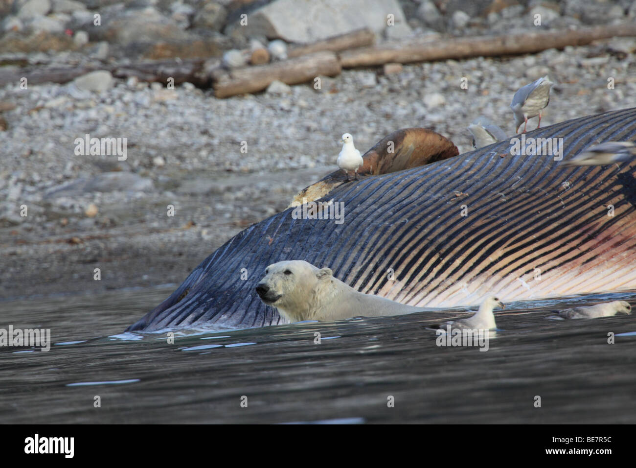 L'ours polaire récupère une baleine échouée à Svalbard Banque D'Images