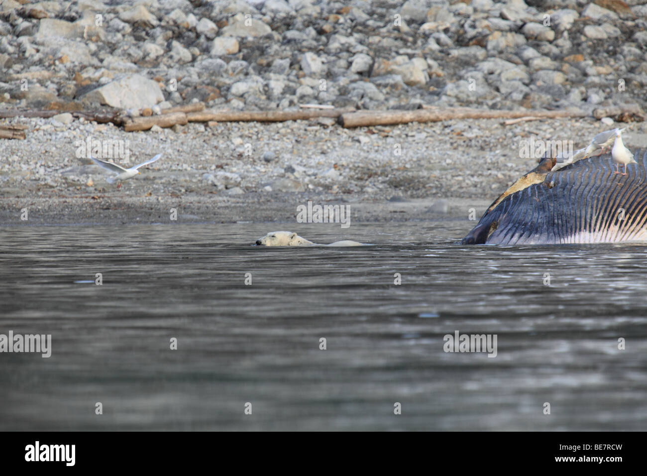 L'ours polaire récupère une baleine échouée à Svalbard Banque D'Images