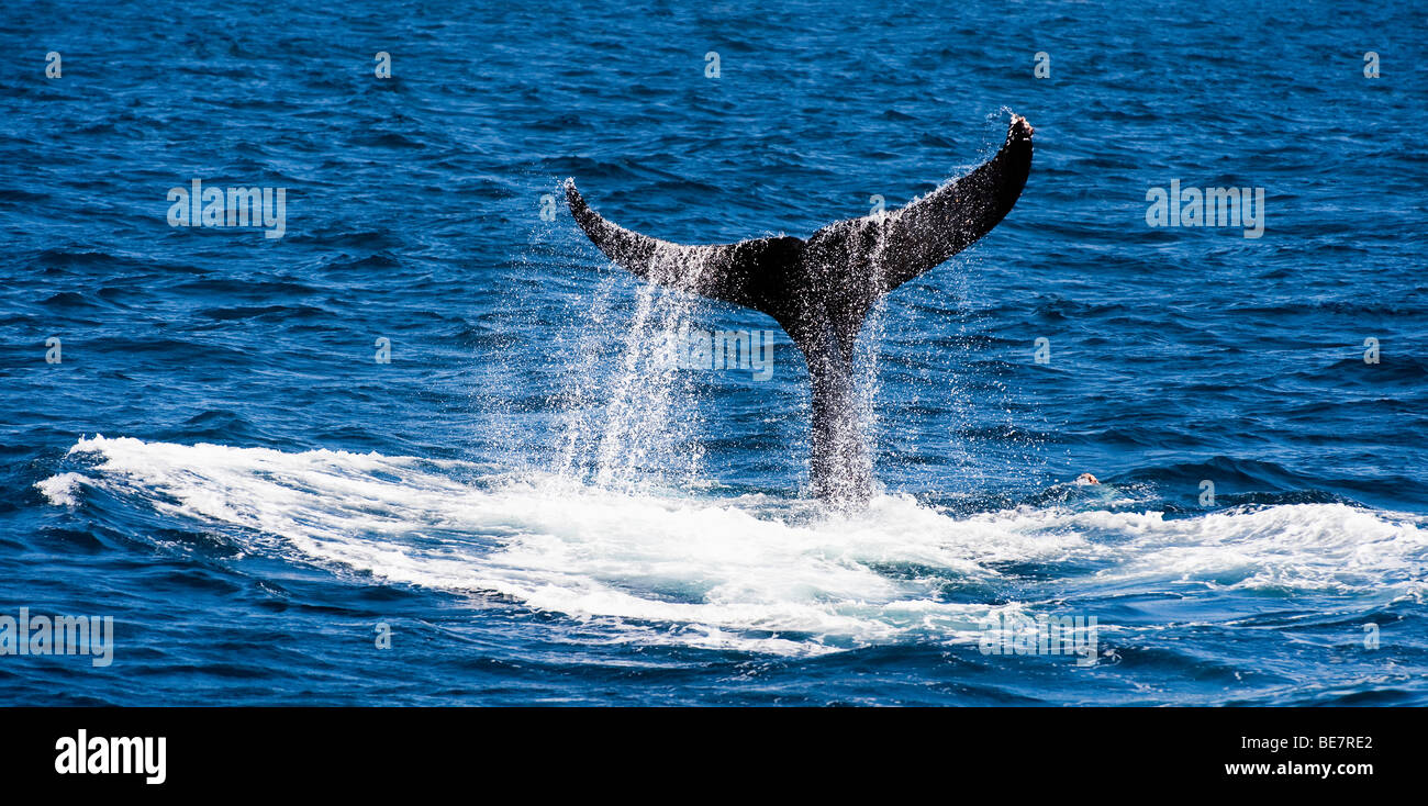 'Baleine à bosse slapping sa queue.' '( B / W  = Image search Alamy ÊTRE7RAE )' Banque D'Images