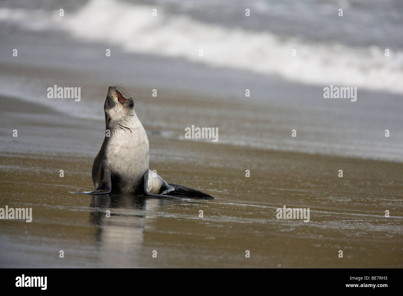Funny pose d'un jeune solitaire fur seal, seul sur la plage en Antarctique appel à chanter, vague en arrière-plan Banque D'Images