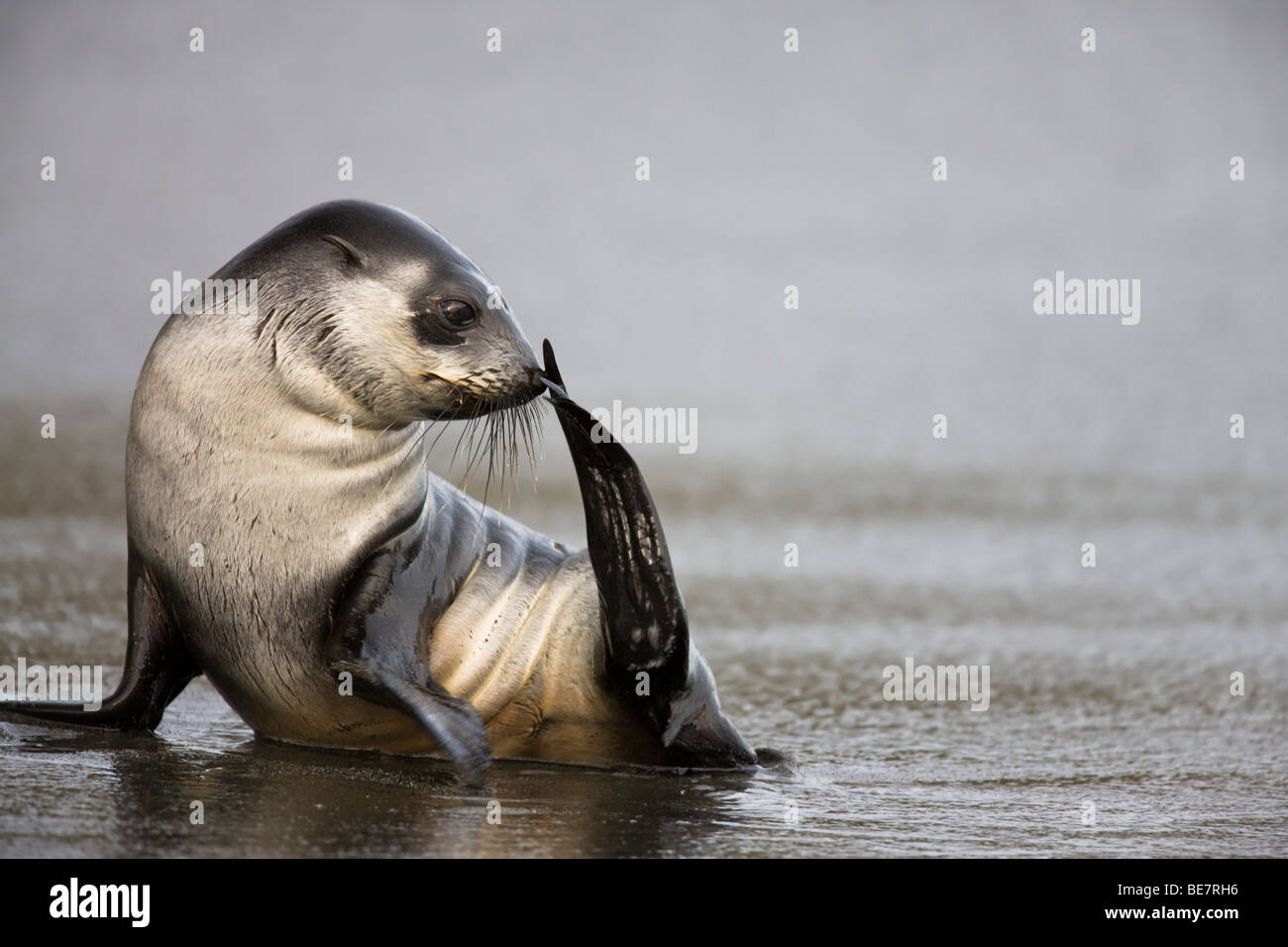 L'Antarctique pose profil fur seal sur la plage froide queue retournement de gratter le nez avec le surf, la baignade, le repos Banque D'Images