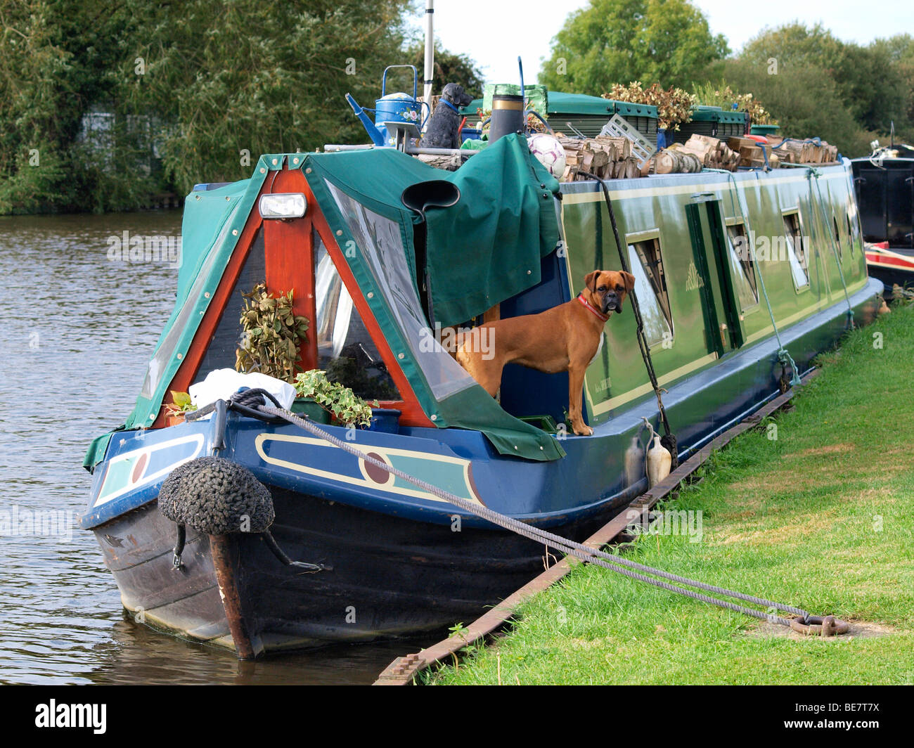 Boxer dog sur canal bateau. Banque D'Images