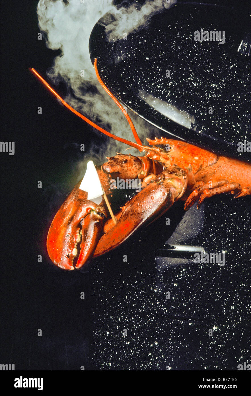Homard Cuit Propose Un Drapeau Blanc De La Reddition L Humour Le Kitsch Photo Stock Alamy