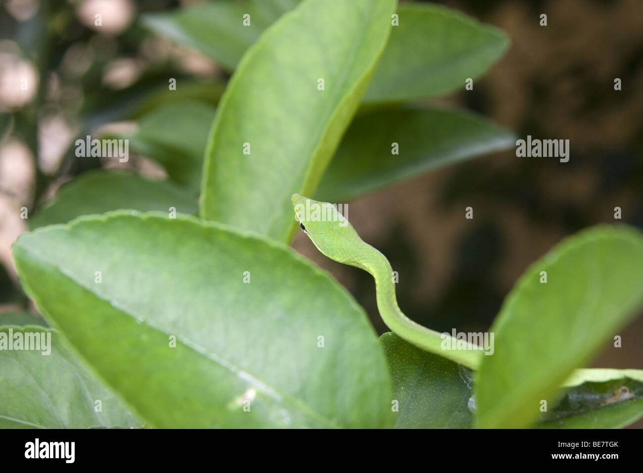 Oxibelis fulgidus, vert serpent de vigne sur un tilleul. République du Panama, de l'Amérique centrale Banque D'Images