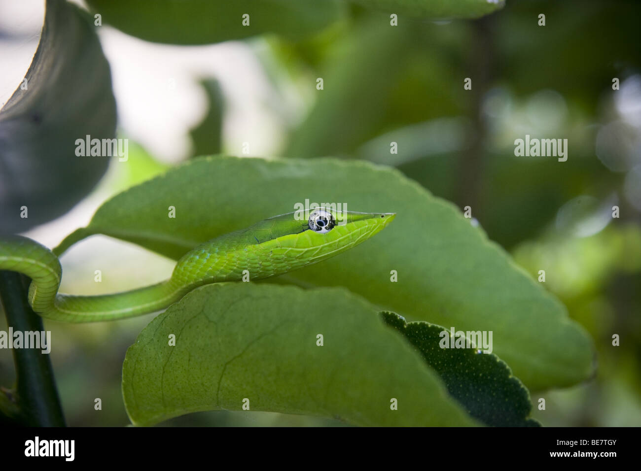 Oxibelis fulgidus, vert serpent de vigne sur un tilleul. République du Panama, de l'Amérique centrale Banque D'Images