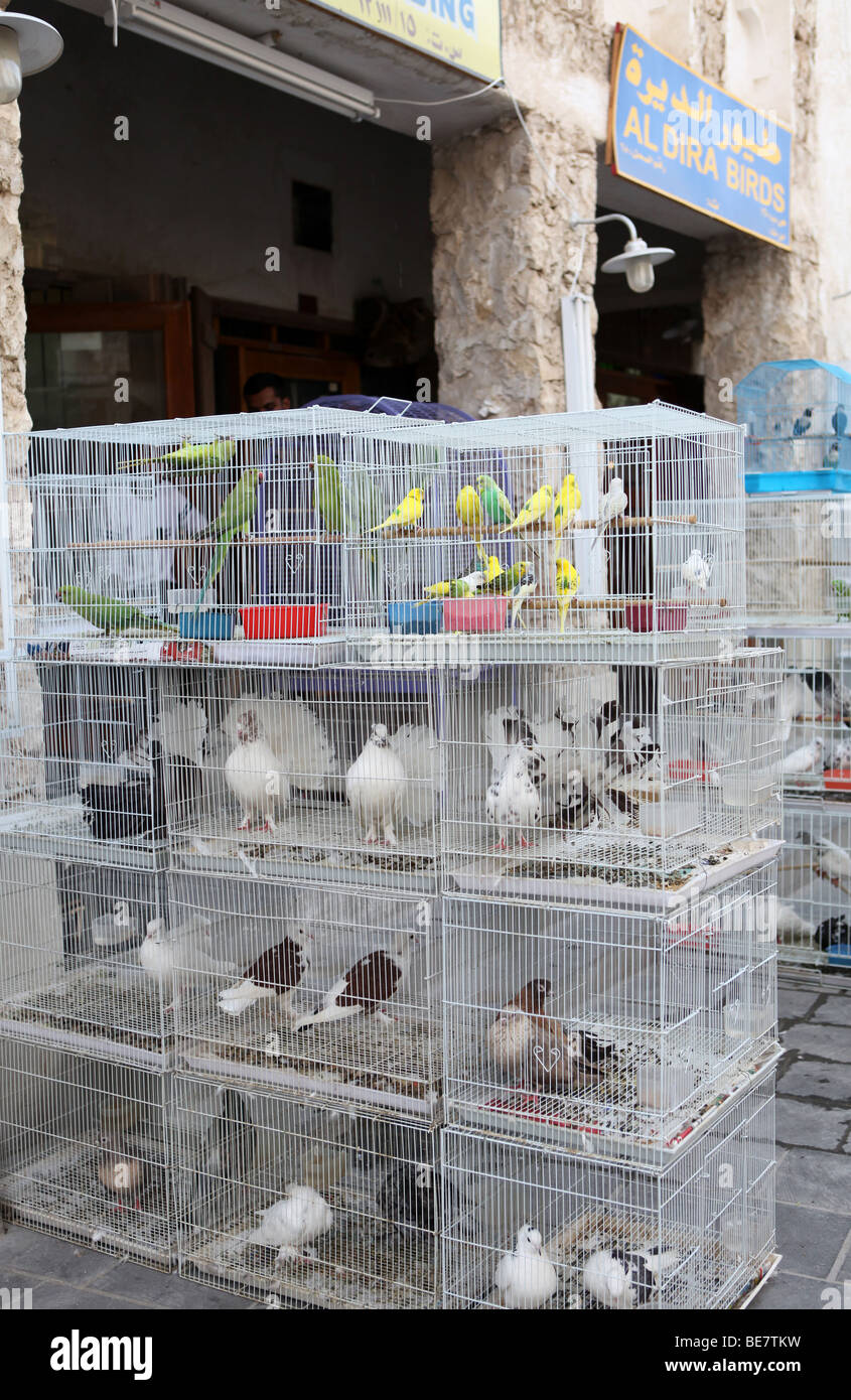 Une vue sur le marché du PET dans Souq Waqif, Qatar, où des centaines d'oiseaux en captivité et d'autres animaux sont en vente Banque D'Images