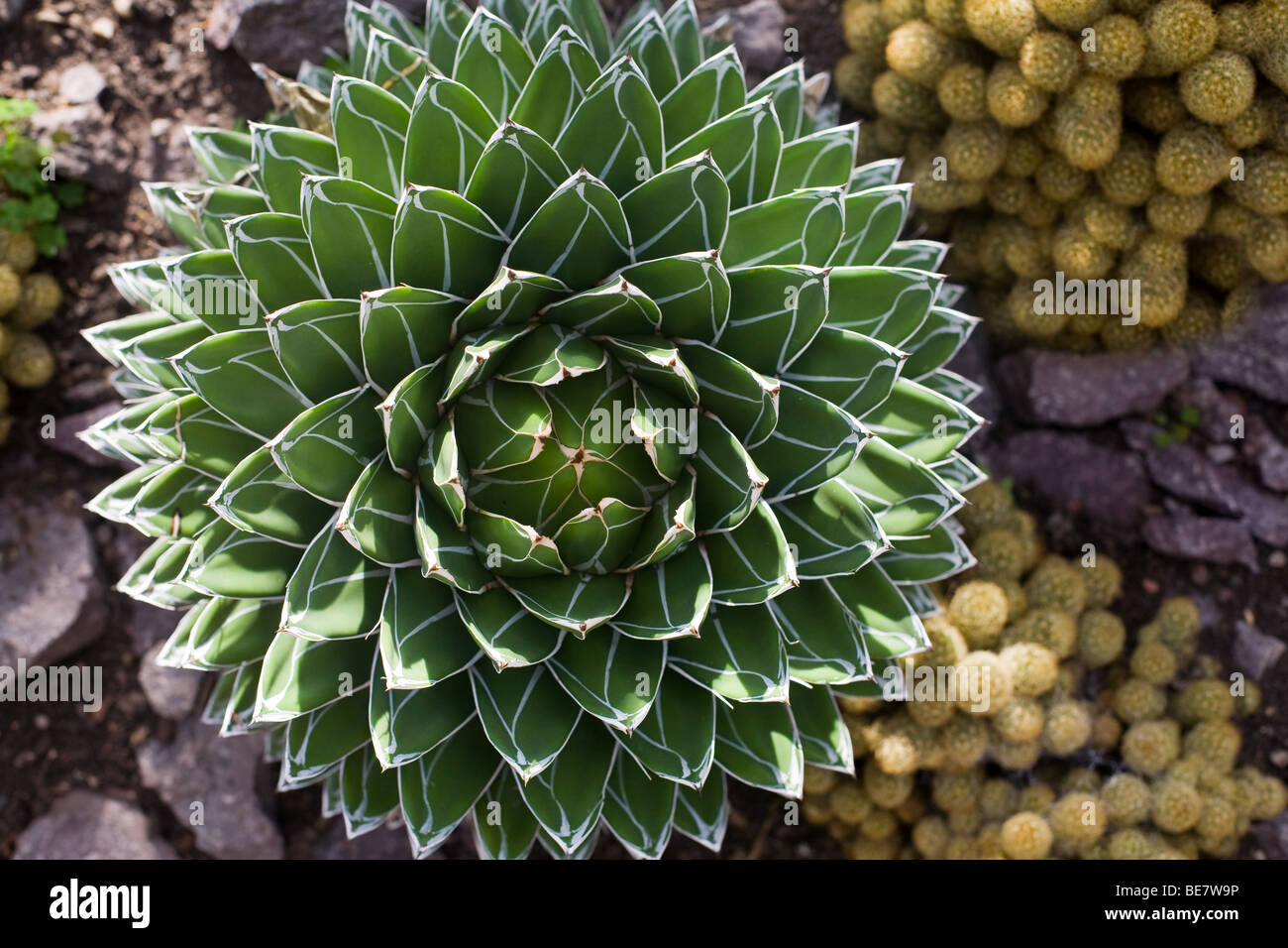 Les plantes au Royal Botanical Gardens, Édimbourg. Banque D'Images