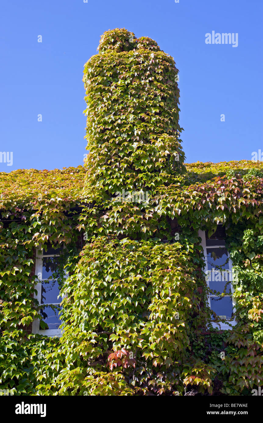 Couverte de lierre, Rogue, Suffolk, UK. Banque D'Images