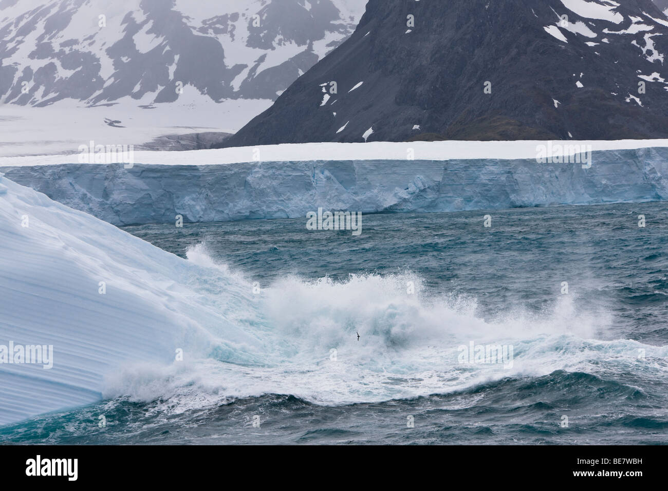 Grosse Vague s'écrase contre un iceberg bleu flottante par groupe de grands icebergs détachés de glace de Larsen dans le sud de l'Ocean petit oiseau volant bas Banque D'Images