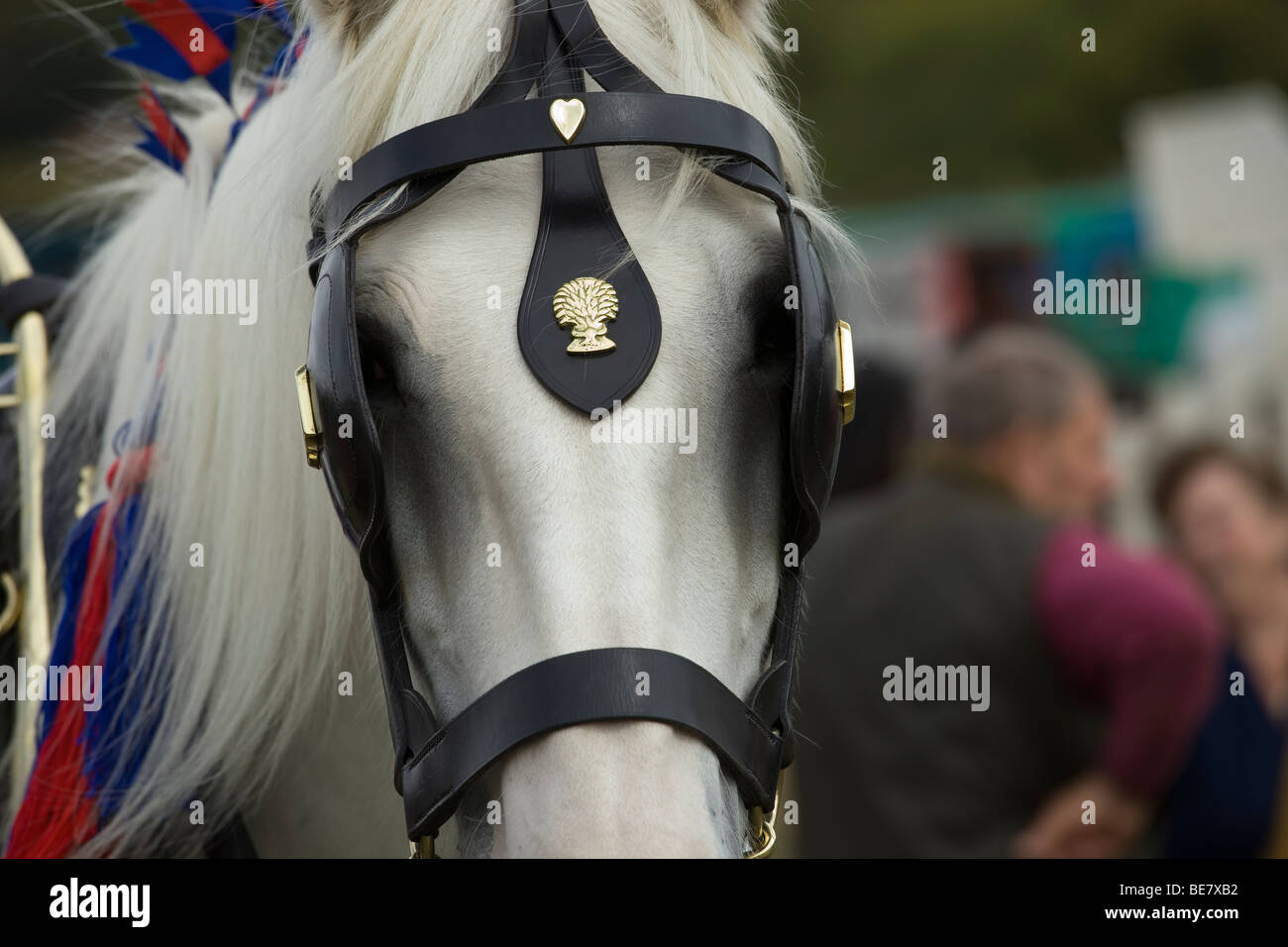 Gros plan d'un shire horse gris Banque D'Images