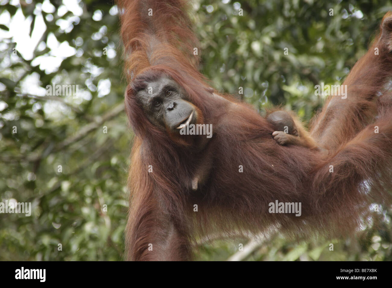 Orang-outan mère avec un bébé dans le Sanctuaire de faune de Semenggoh près de Kuching, Sarawak, Bornéo, Malaisie, en Asie du sud-est Banque D'Images