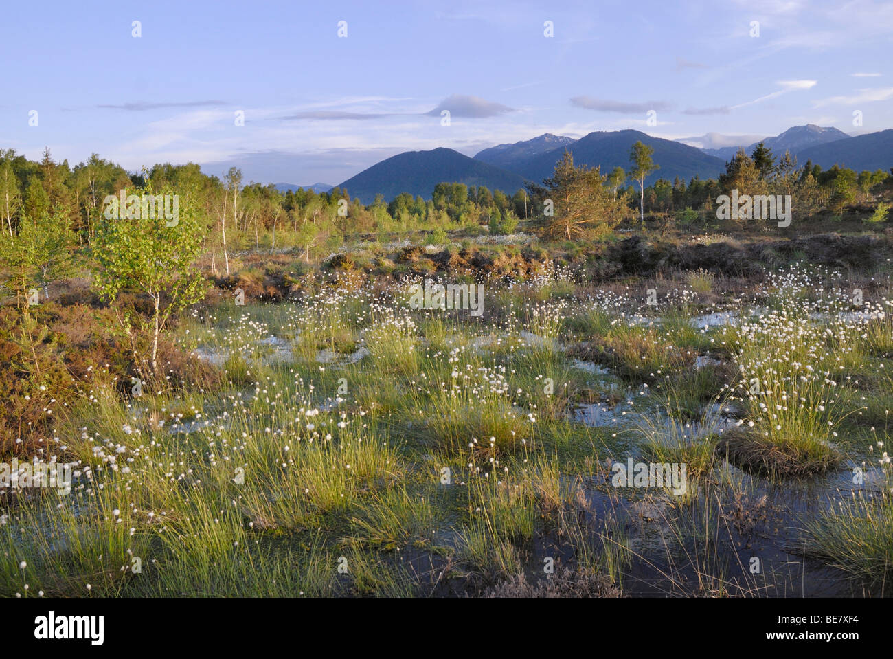 Les zones humides, la renaturation de Moor avec fleurs de Hare's tail-Linaigrettes Linaigrettes Tussock (Eriophor Cottonsedge ou gainés Banque D'Images