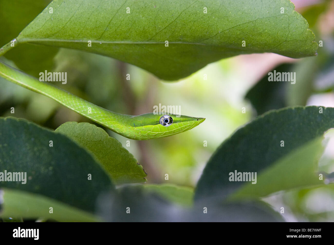 Oxibelis fulgidus, vert serpent de vigne sur un tilleul. République du Panama, de l'Amérique centrale Banque D'Images