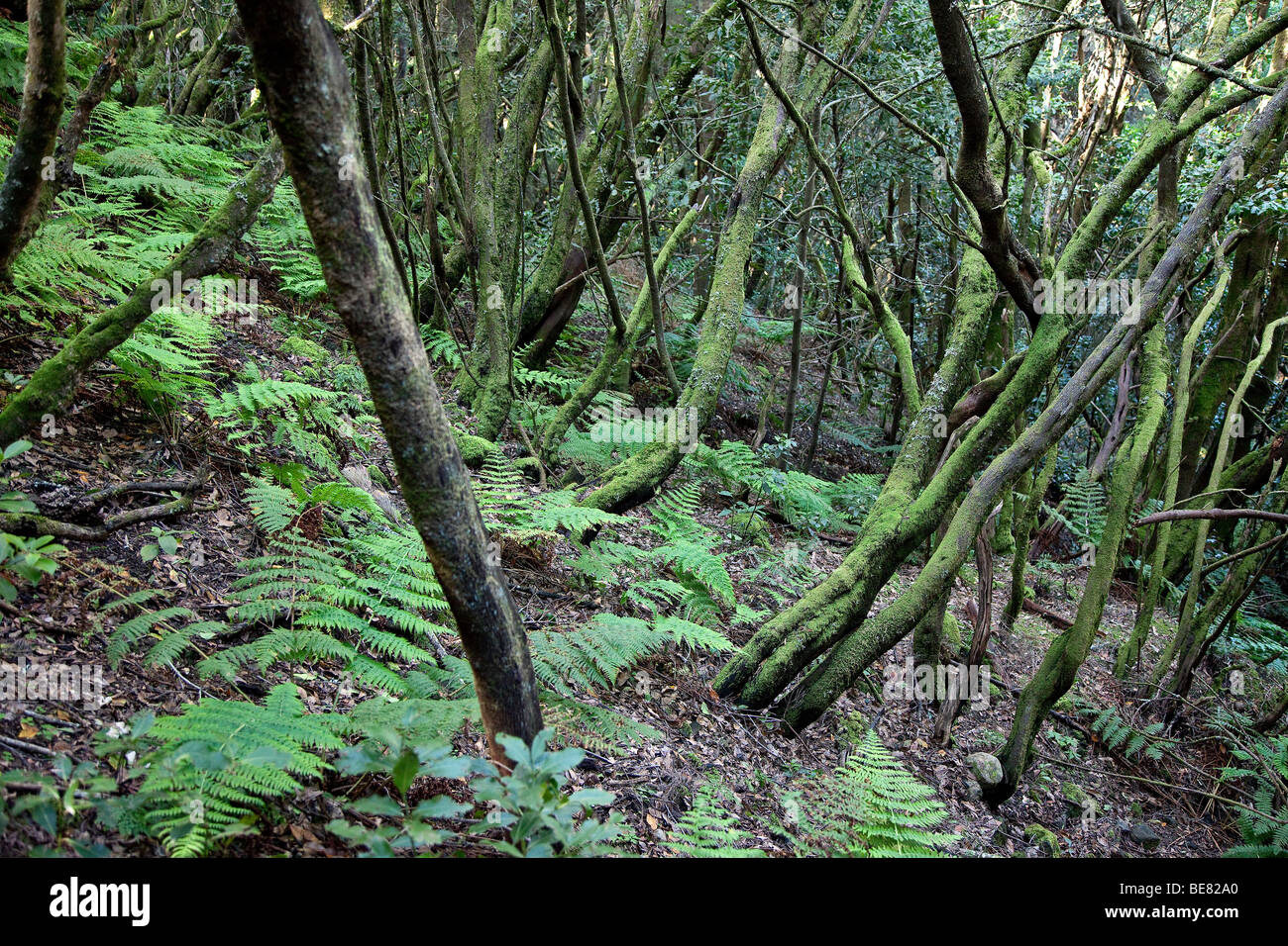 Forêt de lauriers épais au Parc National de Garajonay, La Gomera, Canary Islands, Spain, Europe Banque D'Images