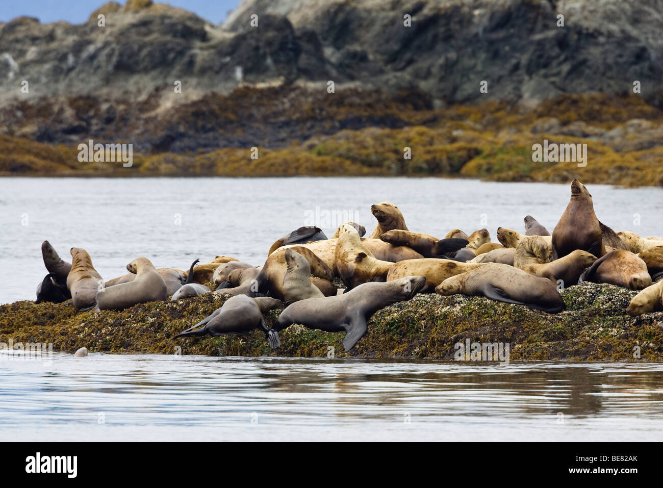 Les Lions de mer de Steller sur une petite île, Eumetopias jubatus, Inside Passage, Alaska, USA Banque D'Images