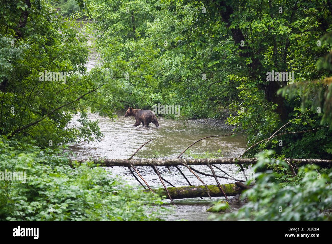 Ours brun la pêche dans la rivière, Ursus arctos, Pack Creek, Parc National de Tongass, Admiralty Island, Alaska Banque D'Images Ours brun la pêche dans la rivière, Ursus arctos, Pack Creek, Parc National de Tongass, Admiralty Island, Alaska Banque D'Images