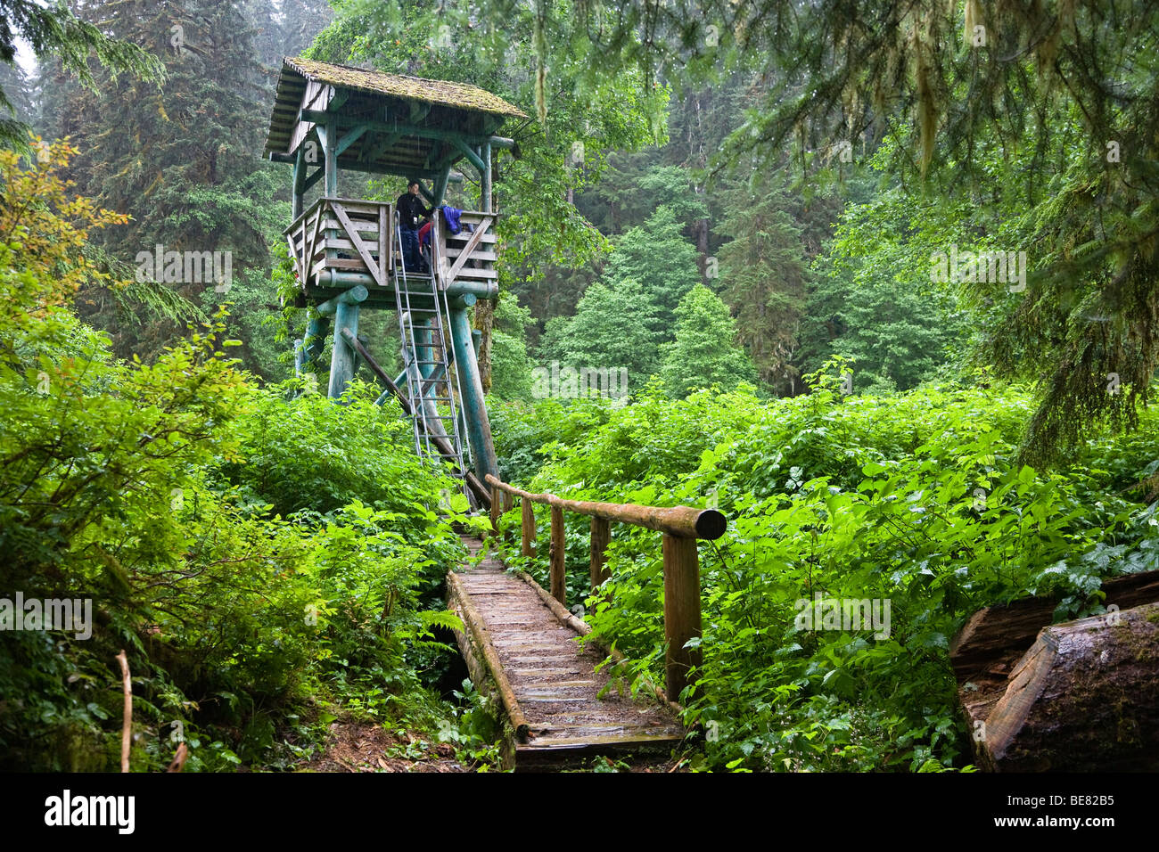 Un homme sur un perchoir dans la forêt, Pack Creek, la Forêt Nationale Tongass, Admiralty Island National Monument, l'île de l'Amirauté, Alask Banque D'Images Un homme sur un perchoir dans la forêt, Pack Creek, la Forêt Nationale Tongass, Admiralty Island National Monument, l'île de l'Amirauté, Alask Banque D'Images