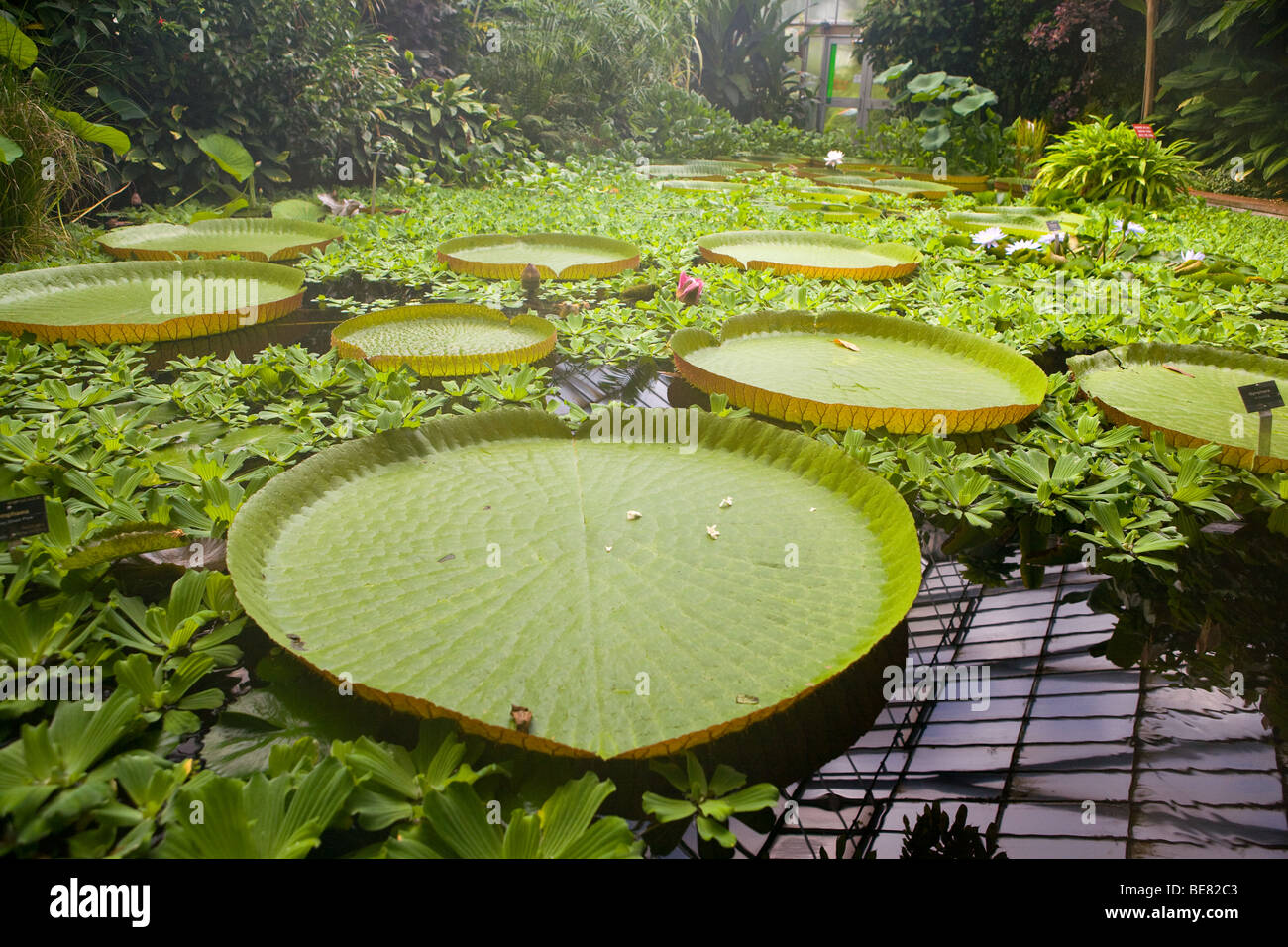 Les plantes au Royal Botanical Gardens, Édimbourg. Banque D'Images