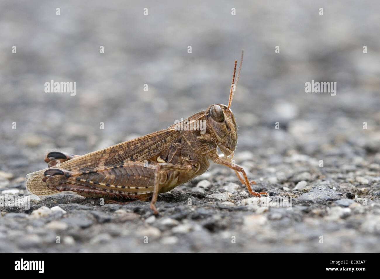 Rosevleugel asfaltweg ; op een criquet italien sur une route goudronnée Banque D'Images