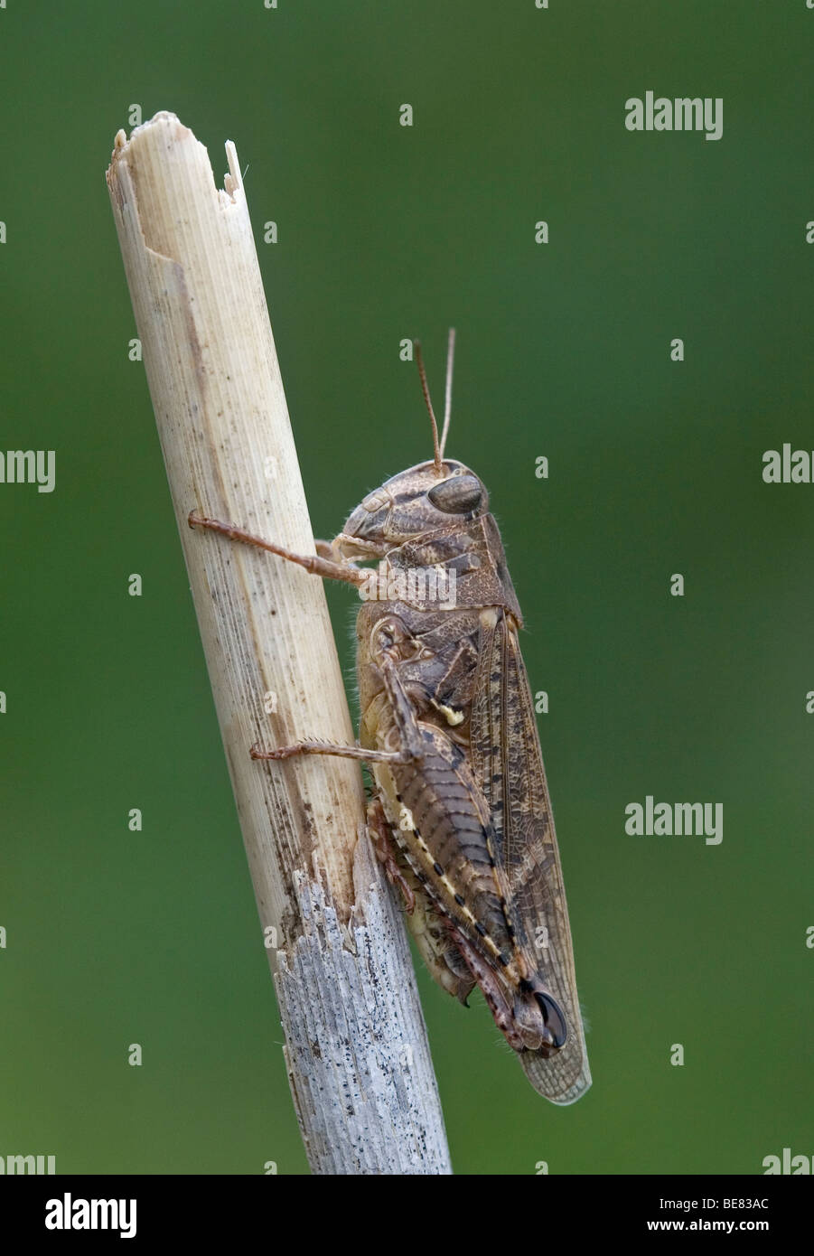 Rosevleugel rietstengel in Banque D'Images
