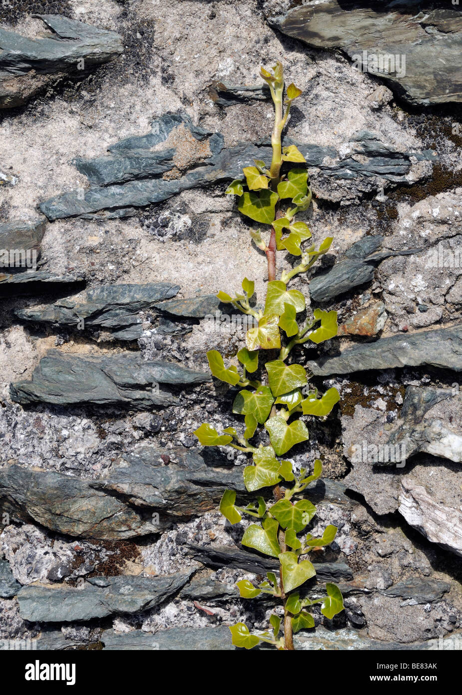 Une jeune pousse de lierre (Hedera helix) monte un mur de pierre où il peut obtenir une prise ferme sur le mortier de chaux. Banque D'Images