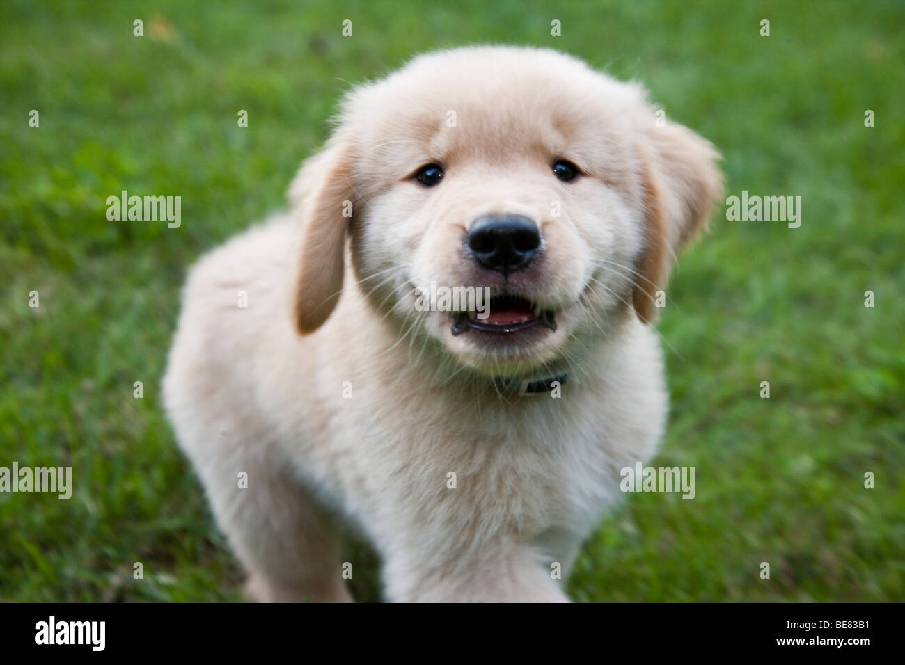 Huit semaines chiot Golden Retriever. Banque D'Images