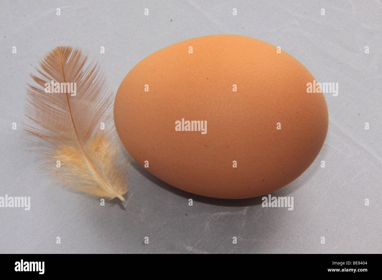 Faire revenir le poulet et oeufs feather Banque D'Images