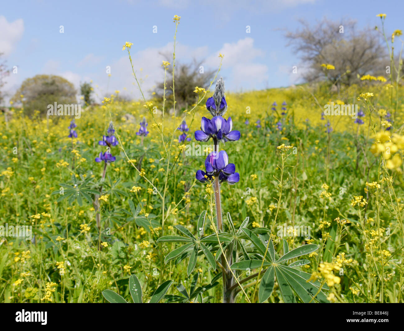Close up of a Blue lupin - Lupinus pilosus, Israël Printemps Mars 2009 Banque D'Images