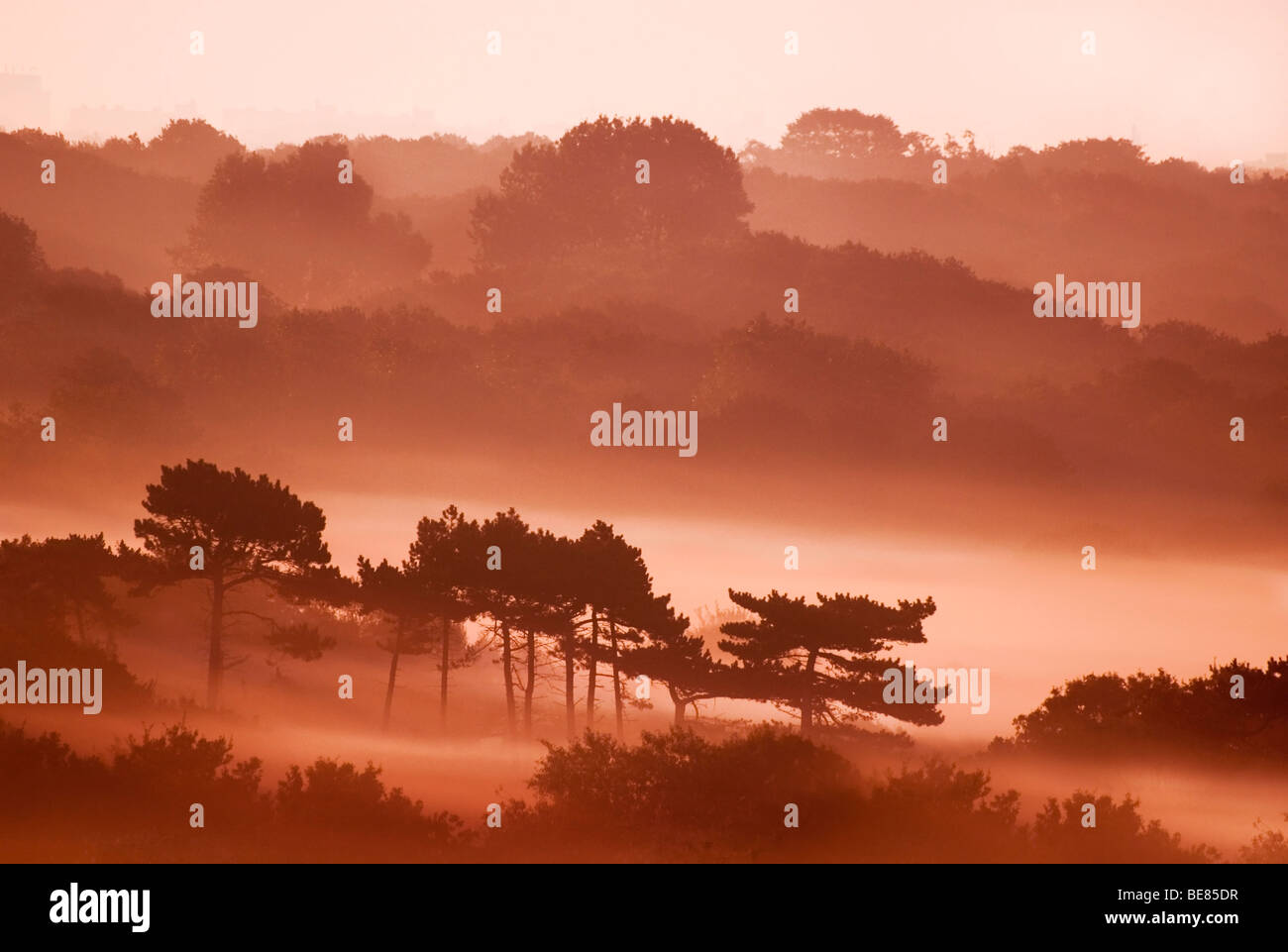 Oranje duinenlandschap zonsopkomst Oostduinpark rencontré mist bij ; paysage de dunes Orange Oostduinpark avec brouillard au lever du soleil Banque D'Images