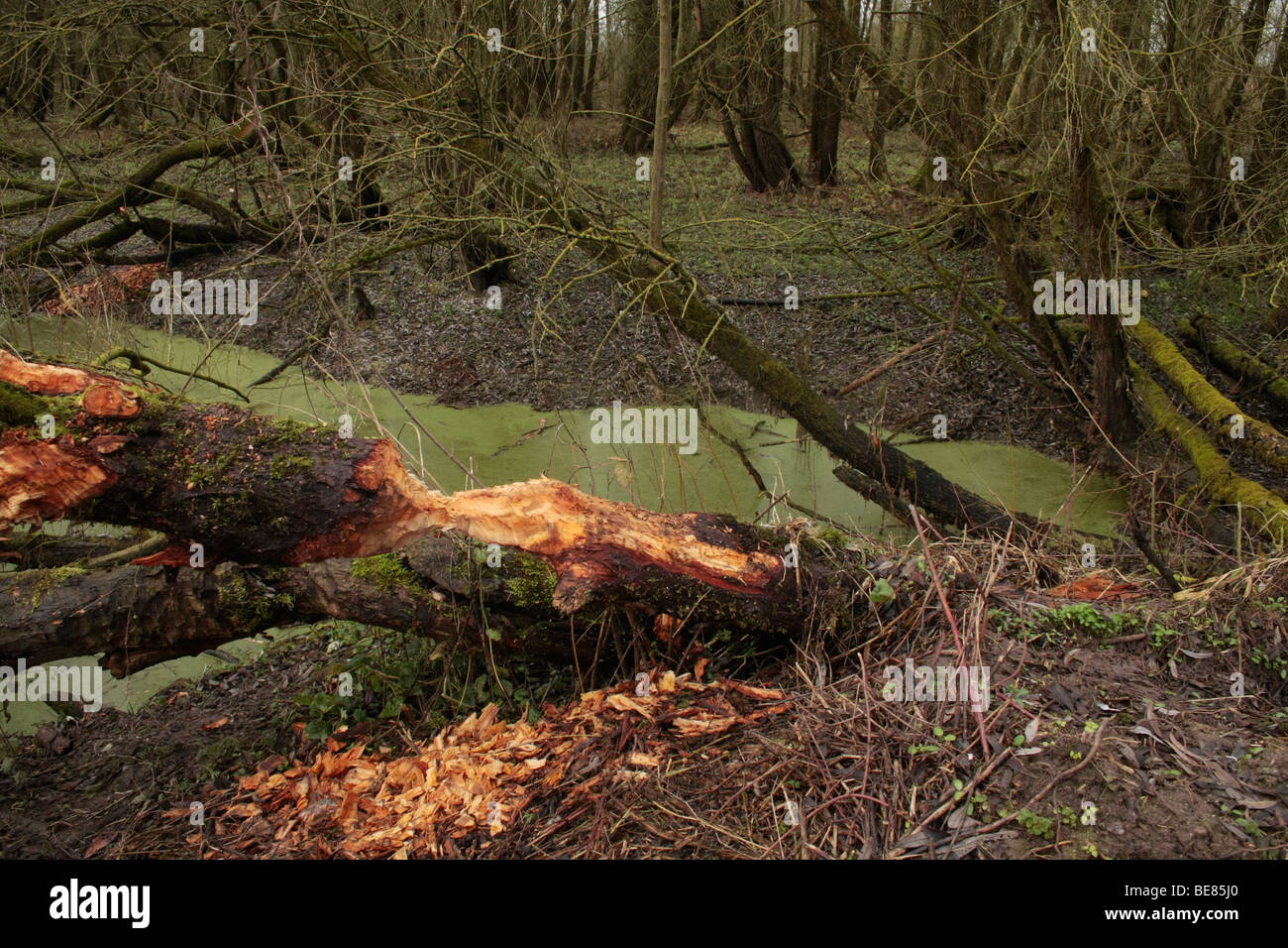 Dans Beversporen Ooibos doorgeknaagde boomstammen, een van Wilgen Banque D'Images