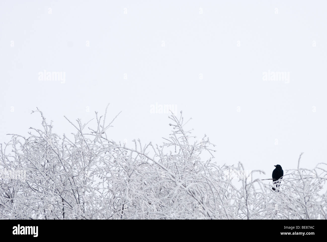Merel op berijpte takken dans sneeuwbui tijdens de winter ; Blackbird sur les branches givrées à l'hiver lors d'une tempête de neige Banque D'Images