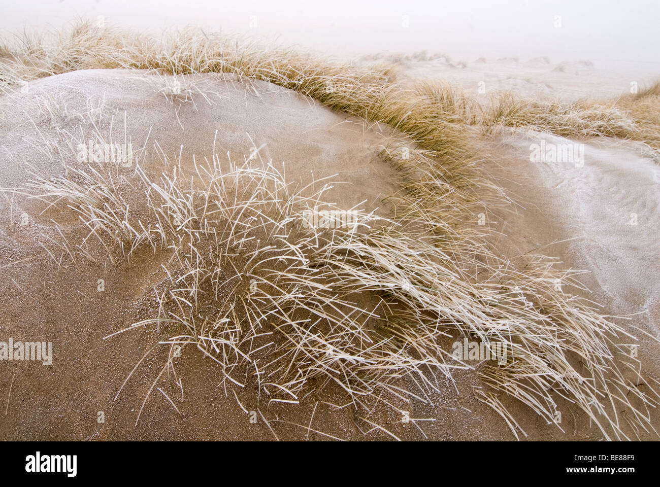 Strand maasvlakte rencontré embryonnaire duinen en hiver ; maasvlakte beach dunes en hiver avec les jeunes Banque D'Images