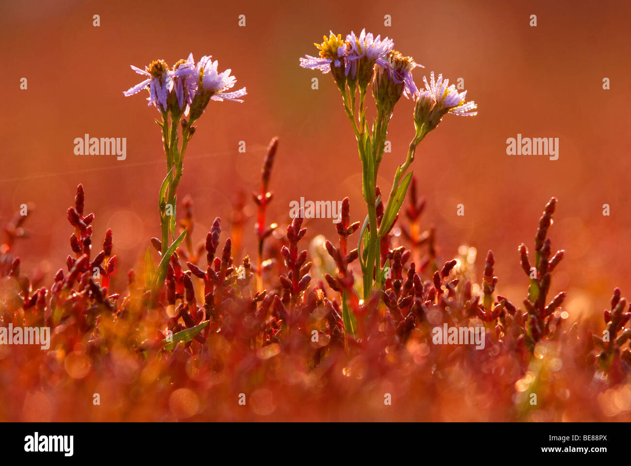 Bloem van zeeaster de zulte tussen zeekraal ; aster de mer entre dans la salicorne salicornia Banque D'Images