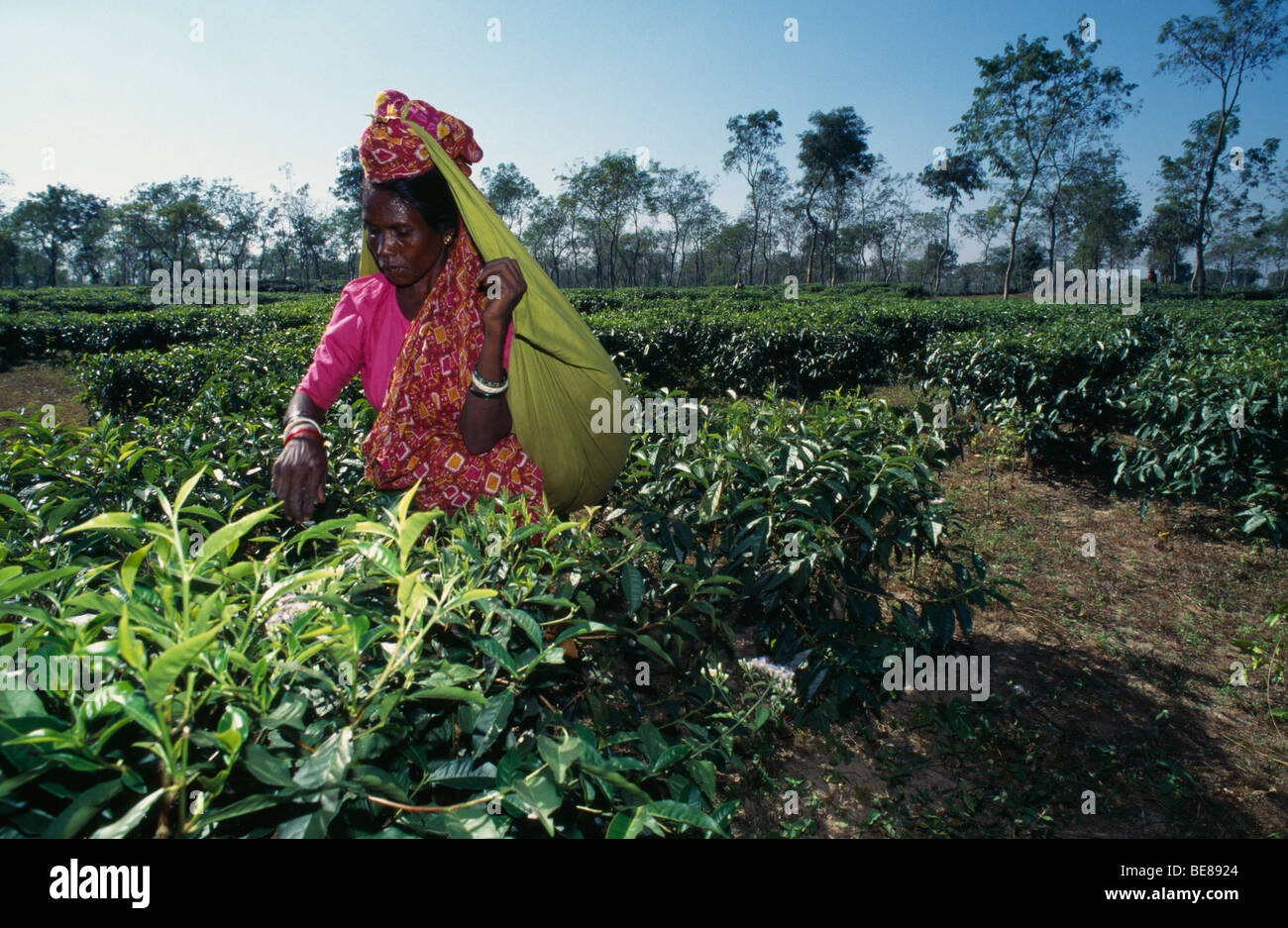 Le BANGLADESH Srimangal plantation de thé thé femelle picker mise en sac feuilles soutenu autour de sa tête. Banque D'Images