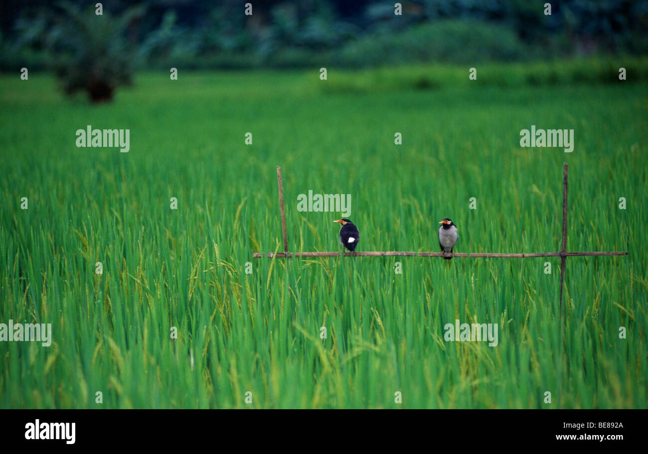 Le BANGLADESH oiseaux posés dans le riz des rizières. Banque D'Images