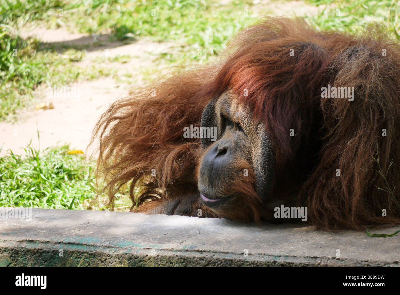 L'orang-outan, Pongo pygmaeus close up Banque D'Images
