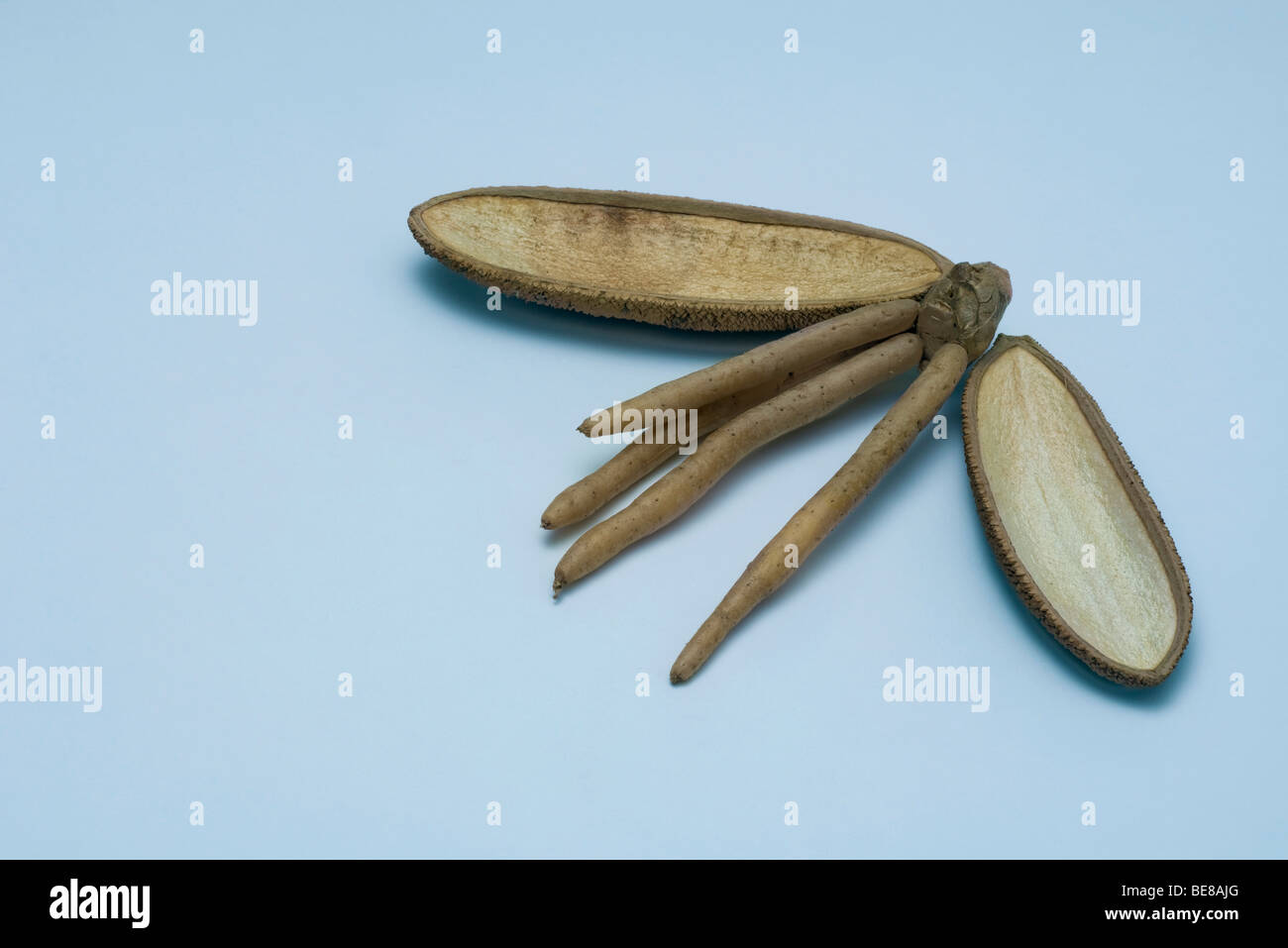 Racine de ginseng et les spathes sèches Banque D'Images