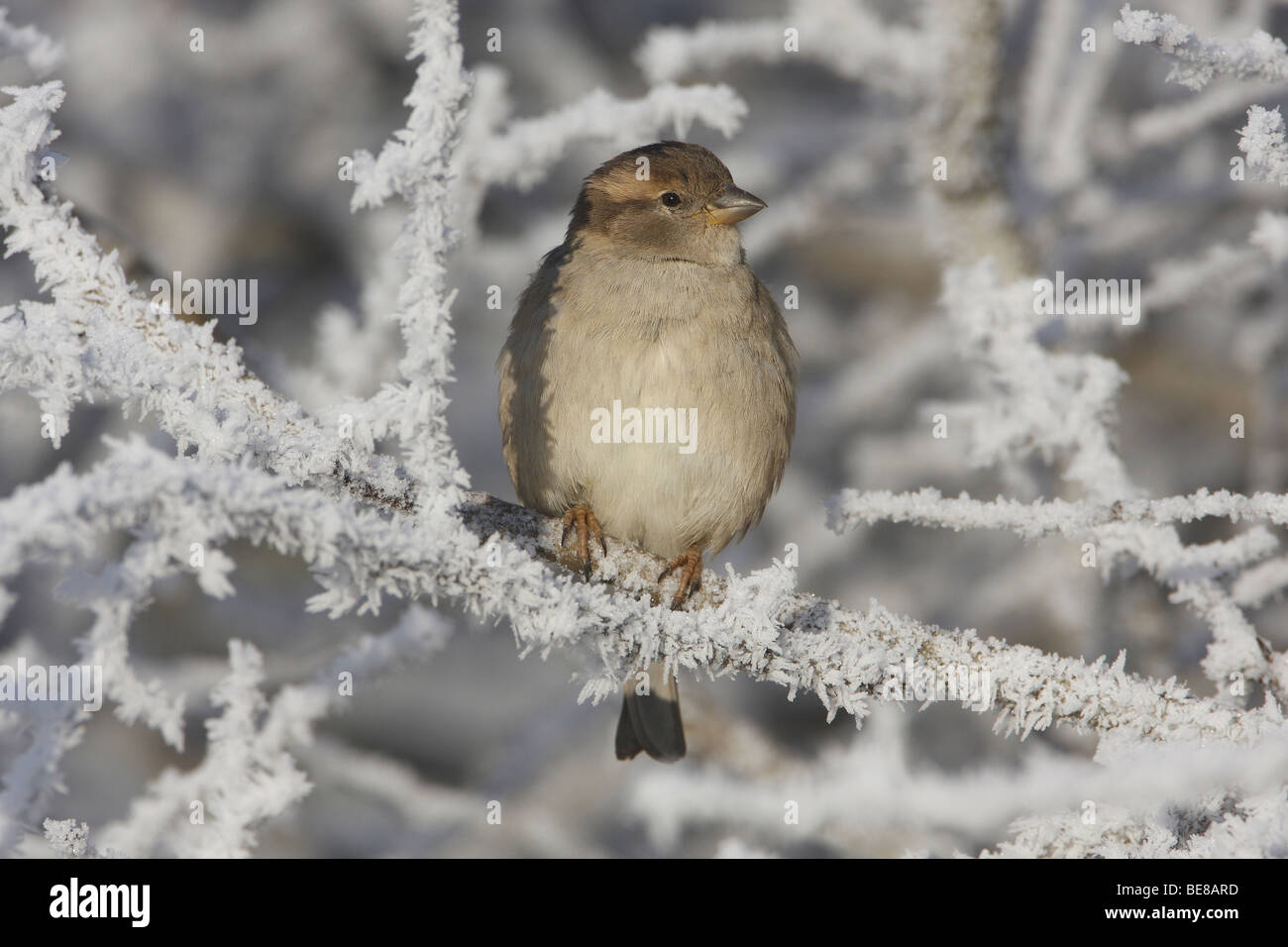 Dans berijpte Huismus struik ; House Sparrow bush congelé Banque D'Images