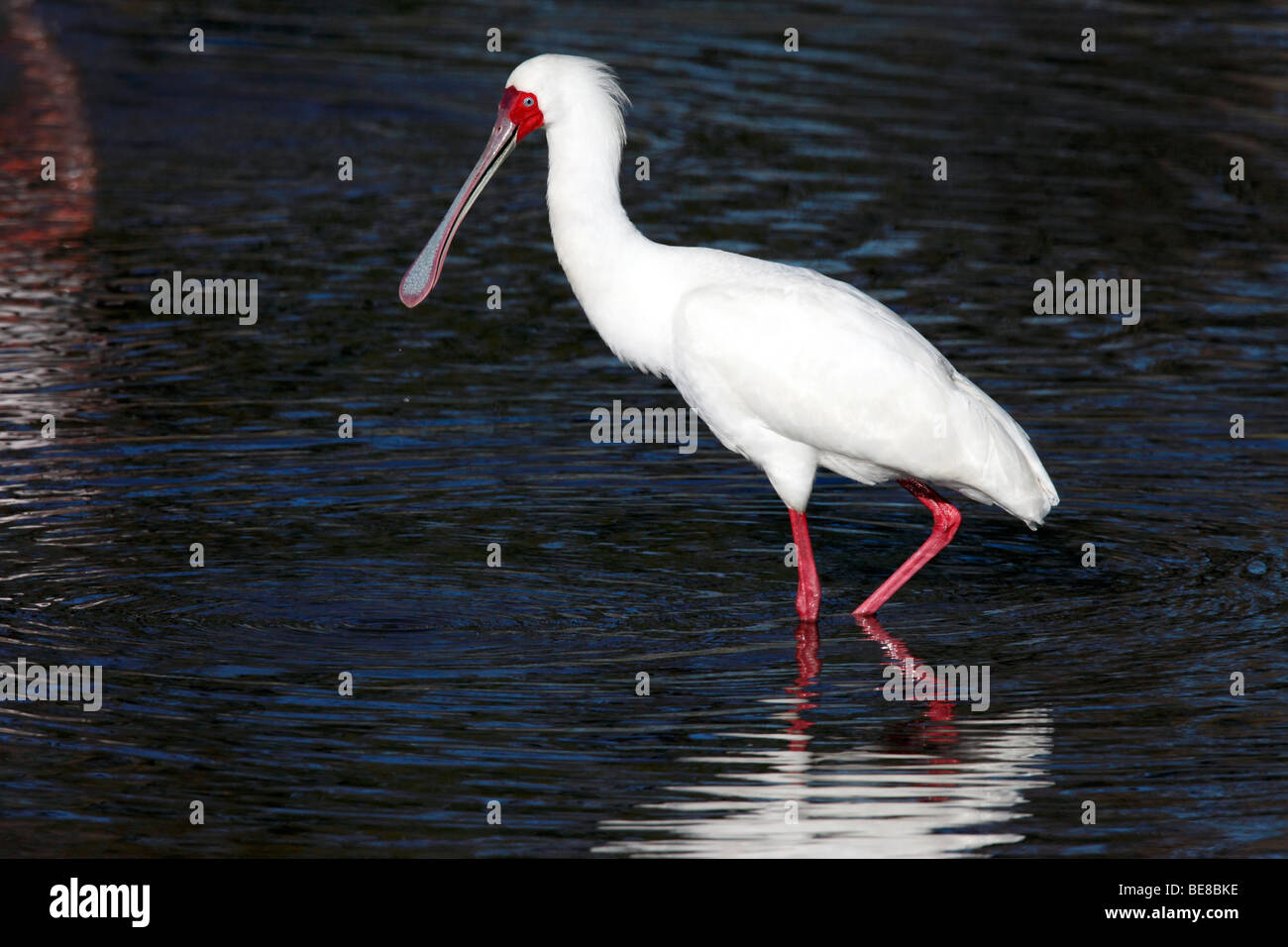 Spatule d'Afrique (Platalea alba) dans le Delta de l'Okavango au Botswana Banque D'Images