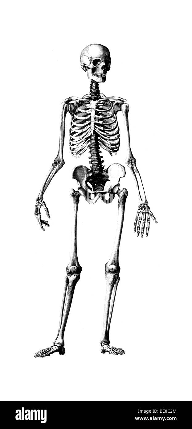 Gravure d'un squelette humain Banque D'Images