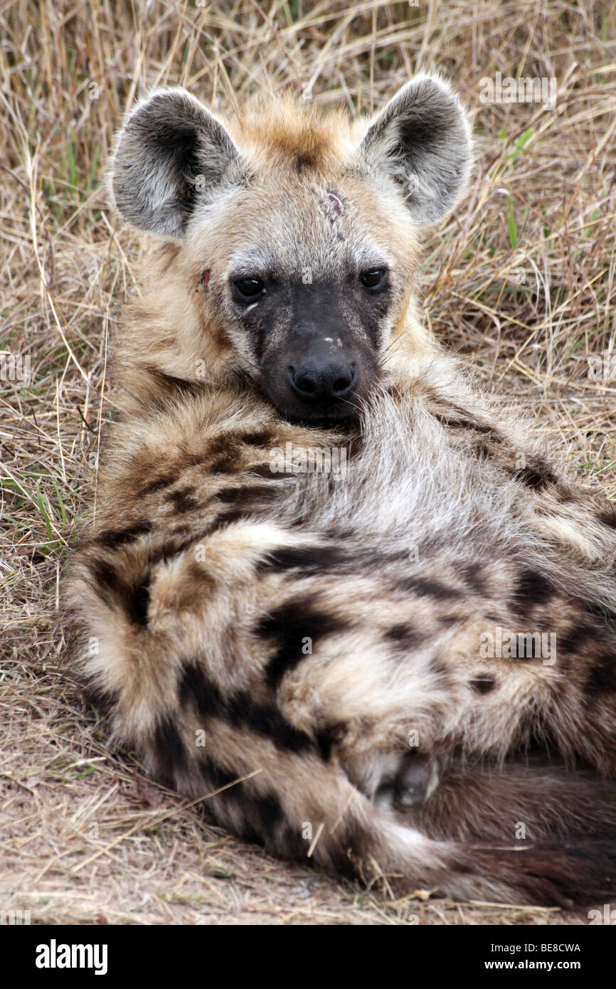 L'Hyène tachetée Crocuta crocuta dans le Parc National Kruger, Afrique du Sud Banque D'Images