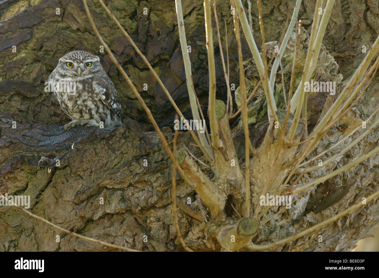 Vooraanzicht een van rustend knotwilg steenuil op een ; Vue de face d'un petit hibou perché sur un pillard willow Banque D'Images