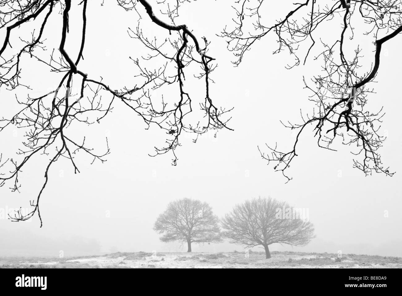 Landschap hiver Veluwe rencontré mist en en paysage d'hiver, avec la neige et brouillard Veluwe Banque D'Images