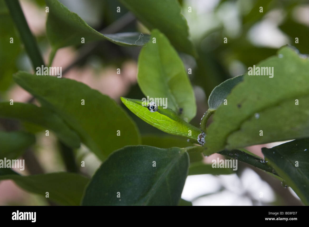 Oxibelis fulgidus, vert serpent de vigne sur un tilleul. République du Panama, de l'Amérique centrale Banque D'Images