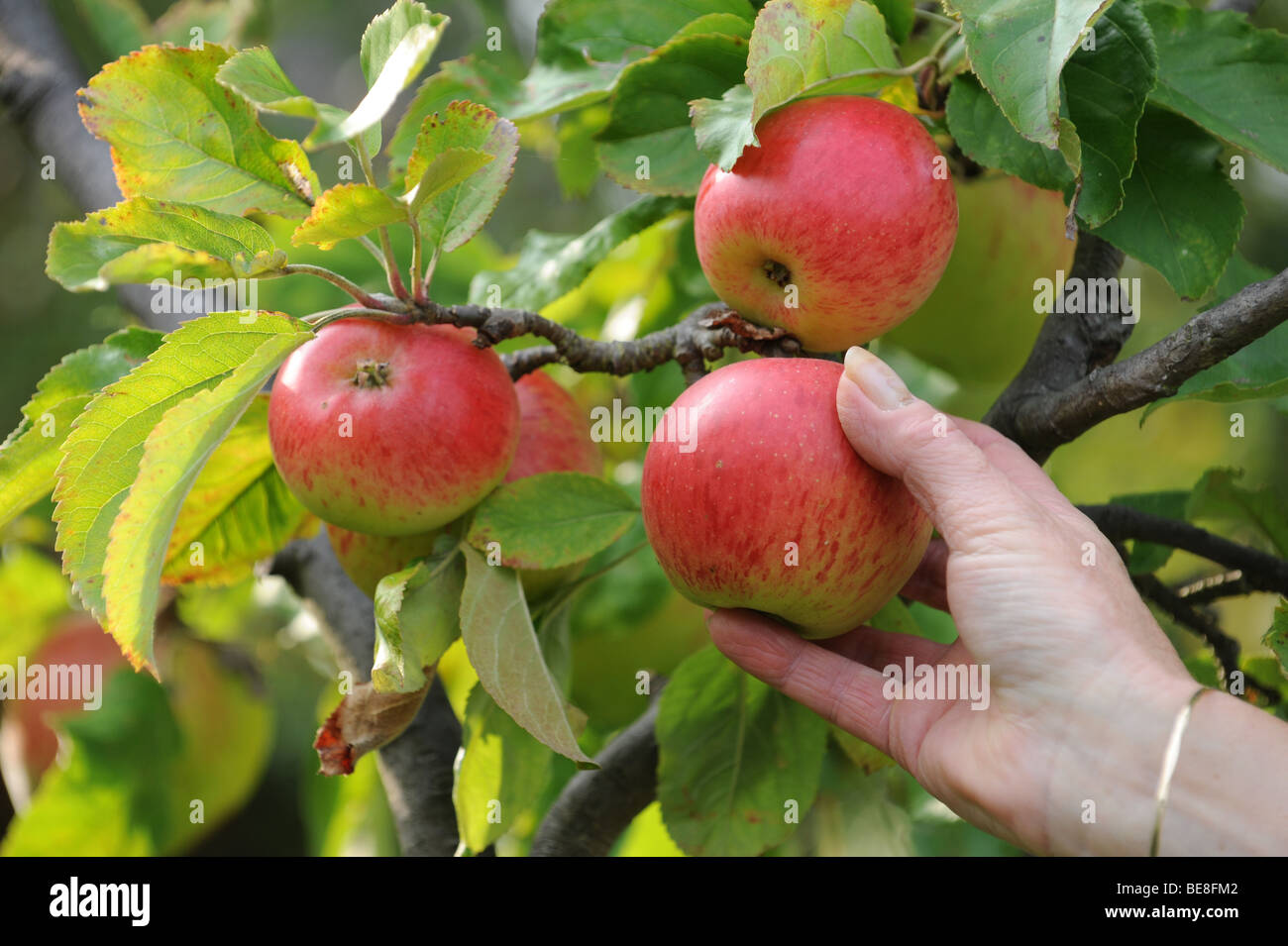 Cueillette à la main les pommes rouges bien mûrs Banque D'Images