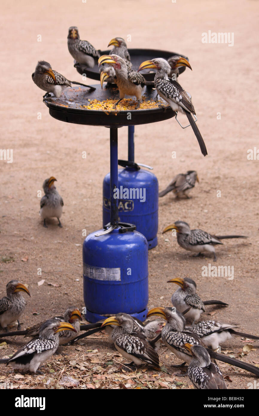 Le sud de calaos à bec jaune Tockus leucomelas se nourrissant de restes de barbecue petit-déjeuner dans le parc national Kruger, Afrique du Sud Banque D'Images