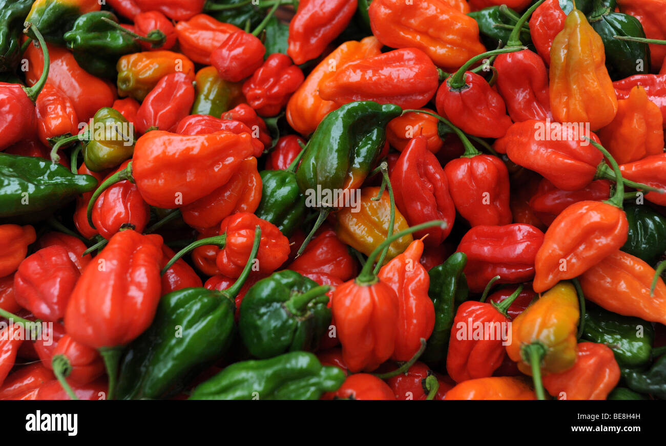 Dorset Naga piments ingrédient alimentaire épicé Banque D'Images